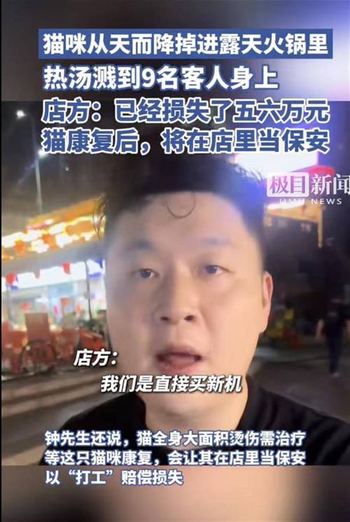 猫掉进火锅不治身亡,猫掉进火锅不治身亡怎么办