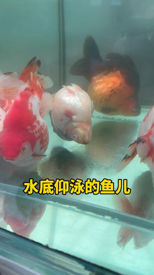 济南胖人鱼好会整活,人鱼小胖
